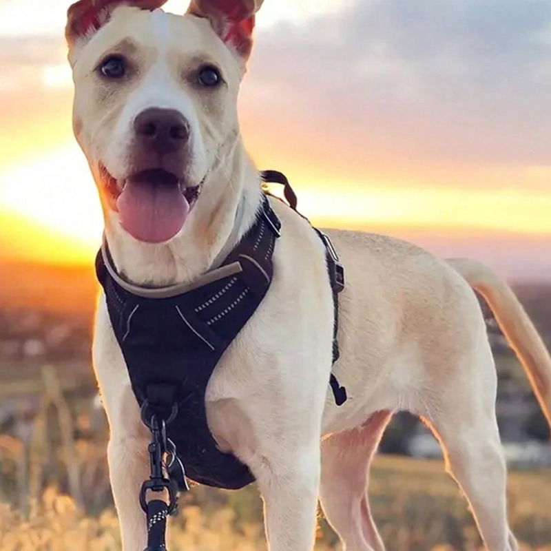 High Reflective Dog Harness Se - Outdoor Adventure Kit ulasan dan harga